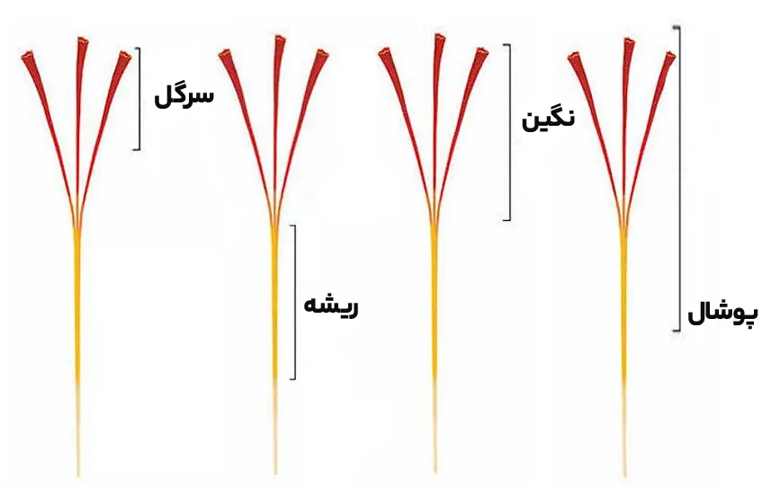 نوع زعفران