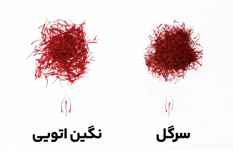 نمونه زعفران مجتهدی فرق نگین اتویی و سرگل
