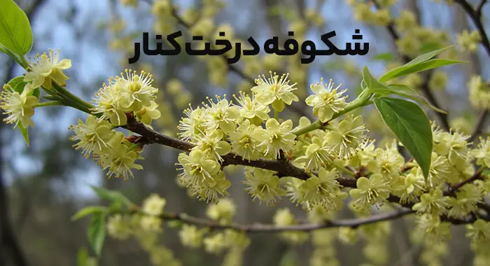 شکوفه درخت کنار
