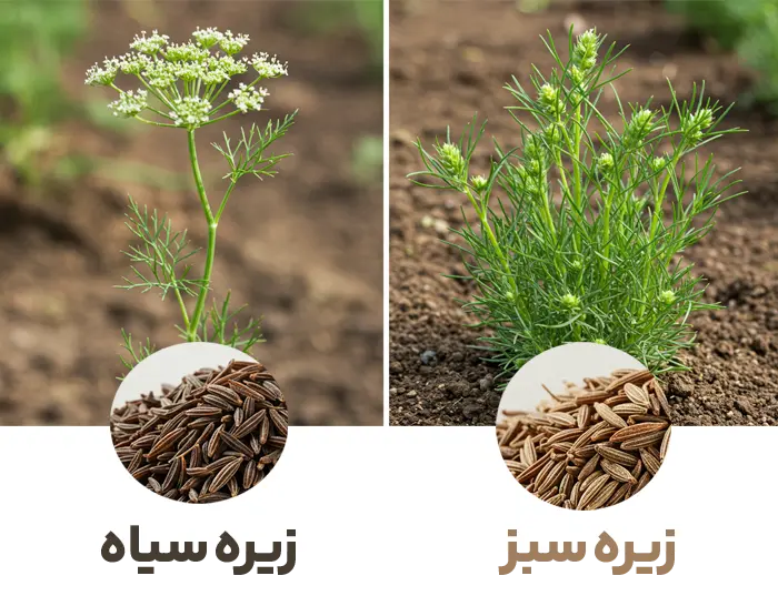 تفاوت زیره سبز و سیاه