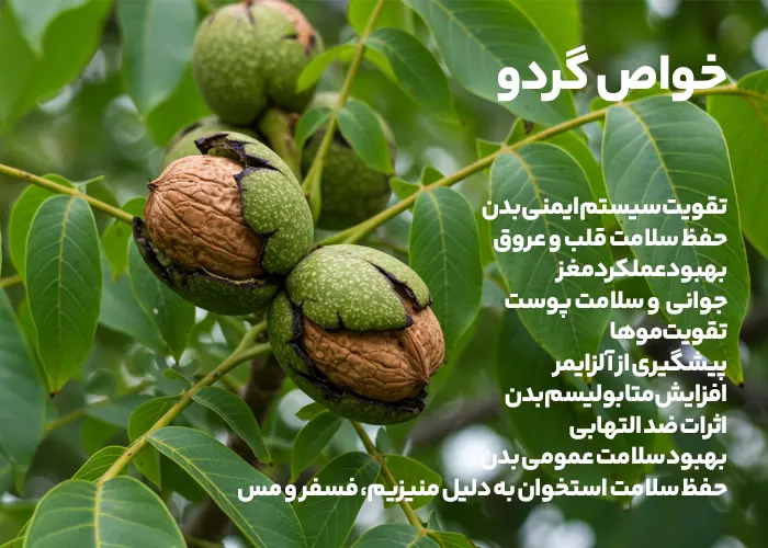 خواص انواع گردو